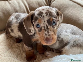 Miniature Dachshund dogs in Bootle - Advert 13