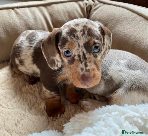 Miniature Dachshund dogs in Bootle - Advert 9