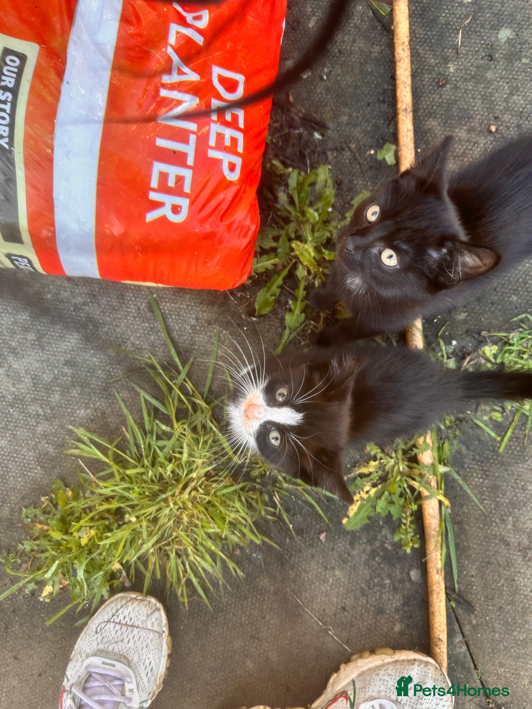 Mixed Breed cats for sale: Hybrid-Breed Kittens Available – Raised With Love - Advert 22