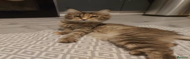 Maine Coon Kitten 1