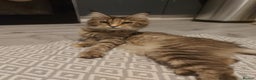 Maine Coon cats for sale: Beautiful Maine-coon girl.  - Advert 9