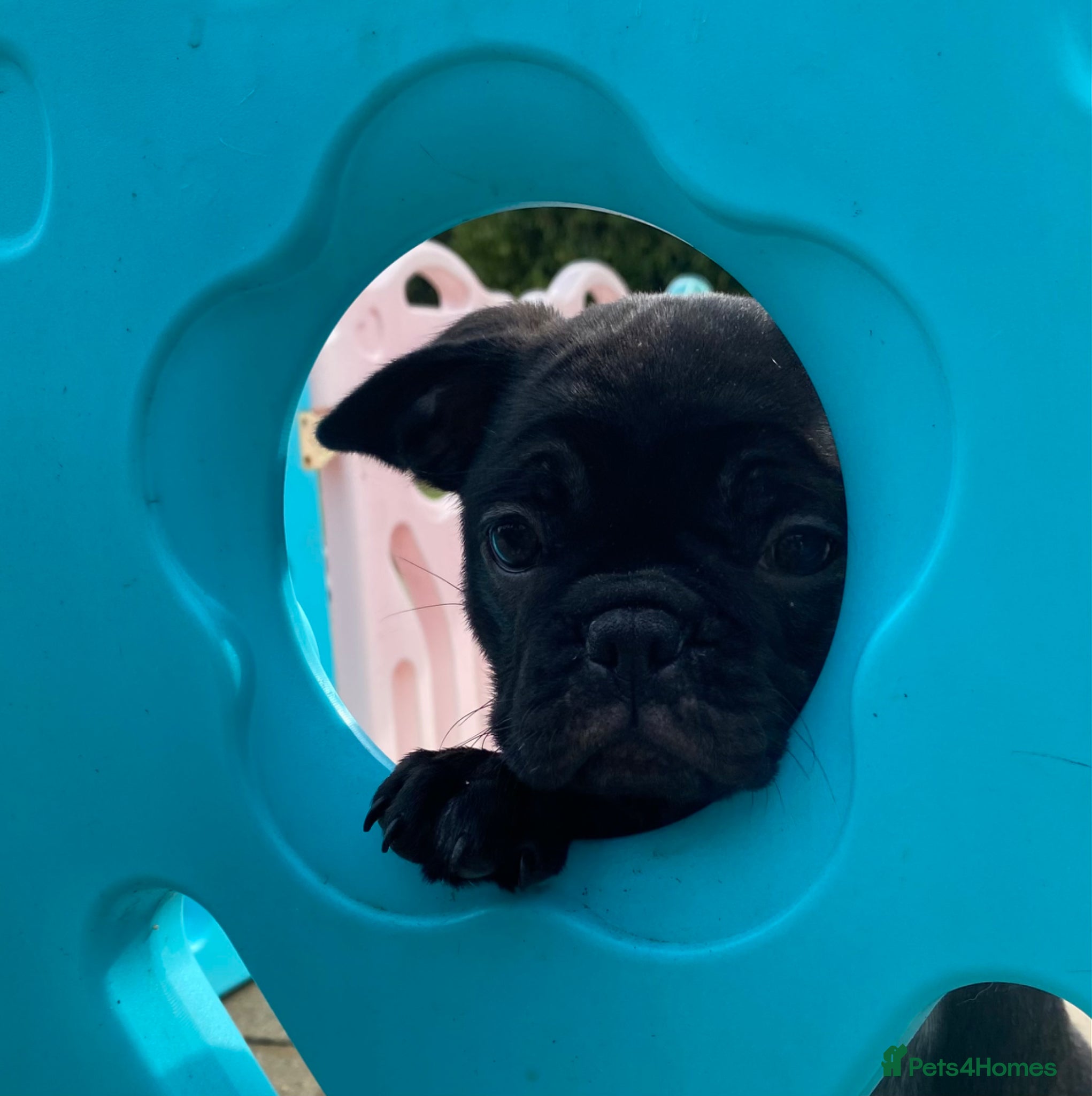 French Bulldog dogs Reduced KC registered French Bulldog puppies - Advert 2