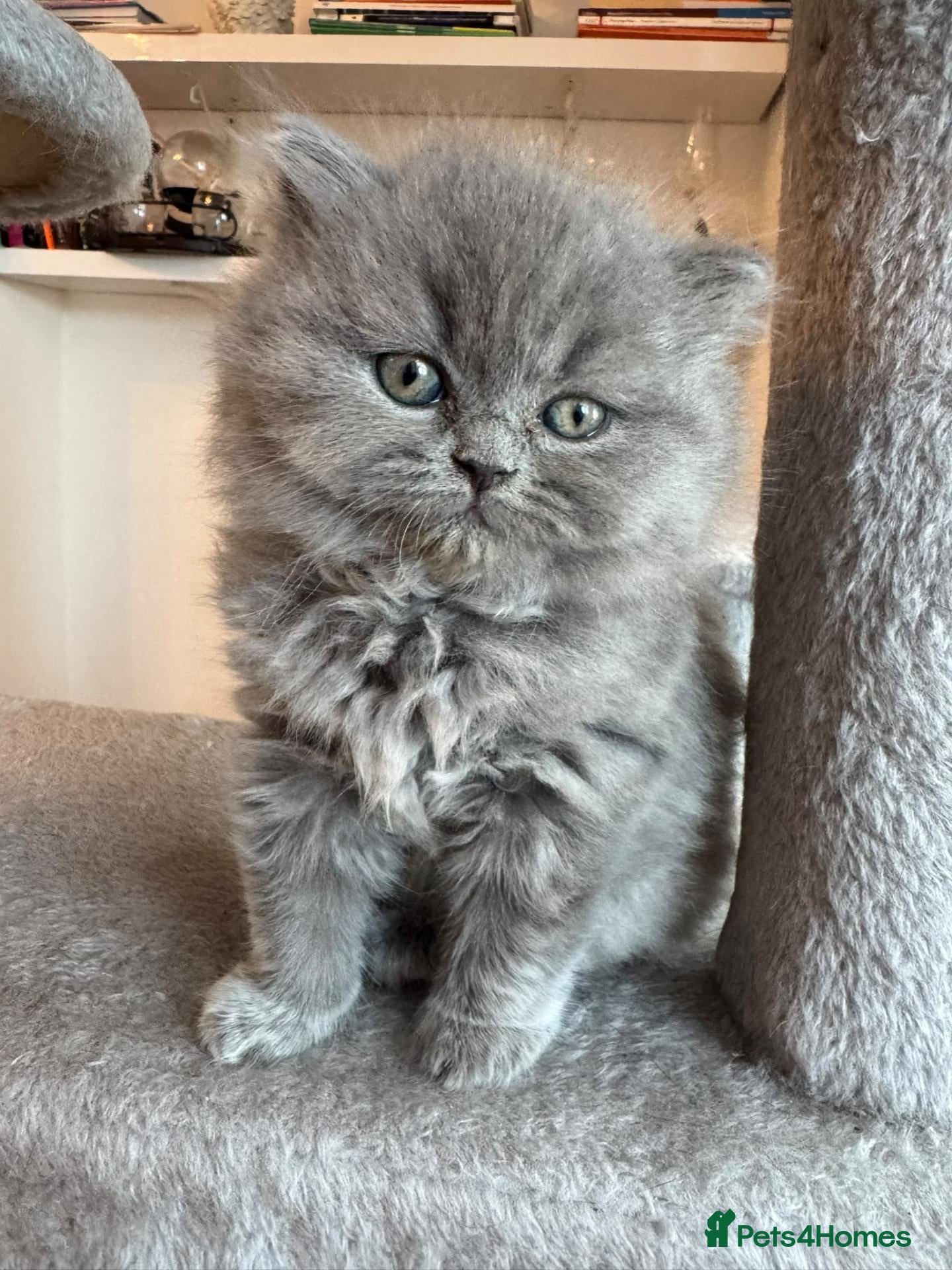 British Shorthair cats Purebred British Shorthair Kittens Available! - Advert 2