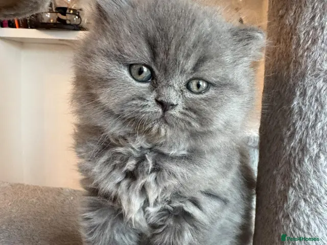 British Shorthair cats for sale: Purebred British Shorthair Kittens Available! - Advert 1