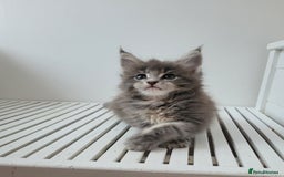 Maine Coon cats for sale: Tica registered maine coon kittens  - Image 6