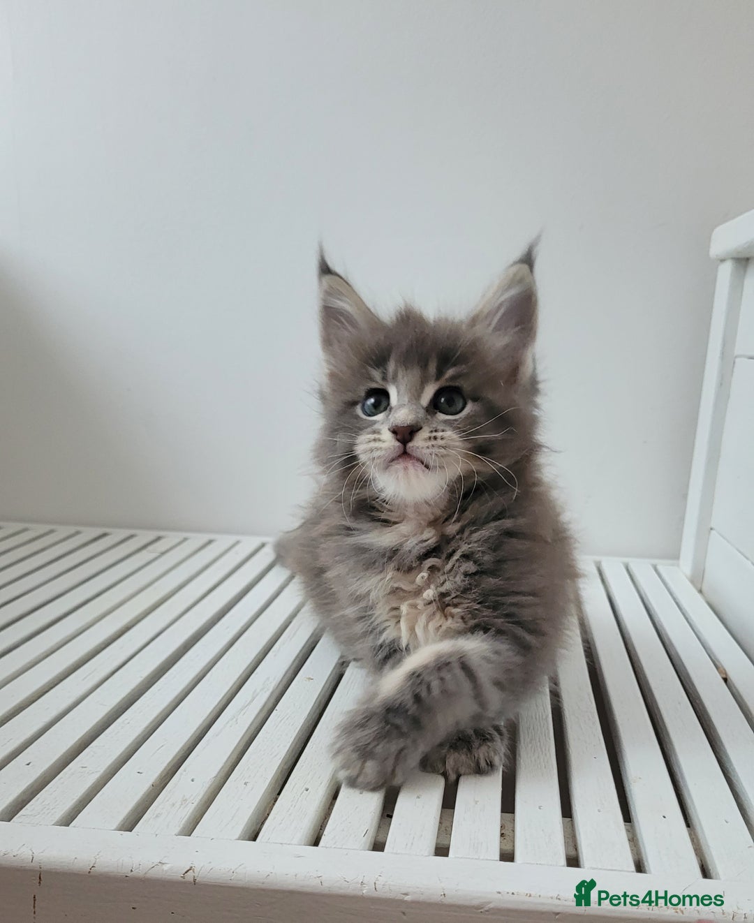 Maine Coon cats for sale: Tica registered maine coon kittens  - Image 6