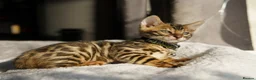 Bengal cats for sale: ONLY 4 LEFT - HEALTH/DNA TESTED BENGALS - Advert 31
