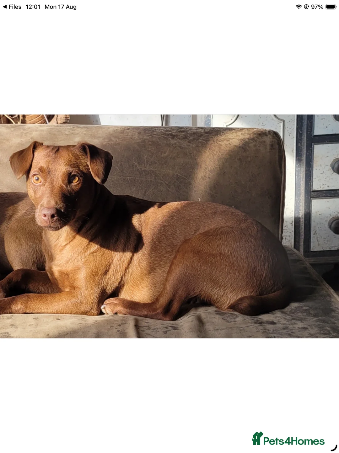 Patterdale Terrier dogs for sale: Brown Patterdale terrier for sale in Coventry - Advert 2