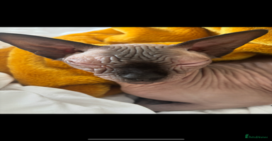 Sphynx cats - Advert 5