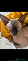 Sphynx cats - Advert 5