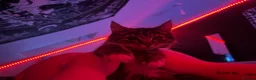 Maine Coon cats for sale: Peble in Newton-le-Willows - Advert 3