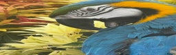 Macaws birds for sale: Family friendly Macaw  - Advert 5