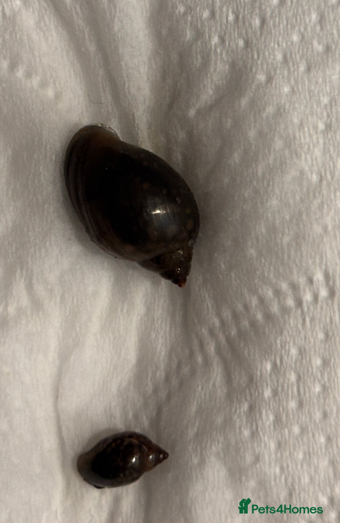 Snails invertebrates for sale: Snails  - Advert 3