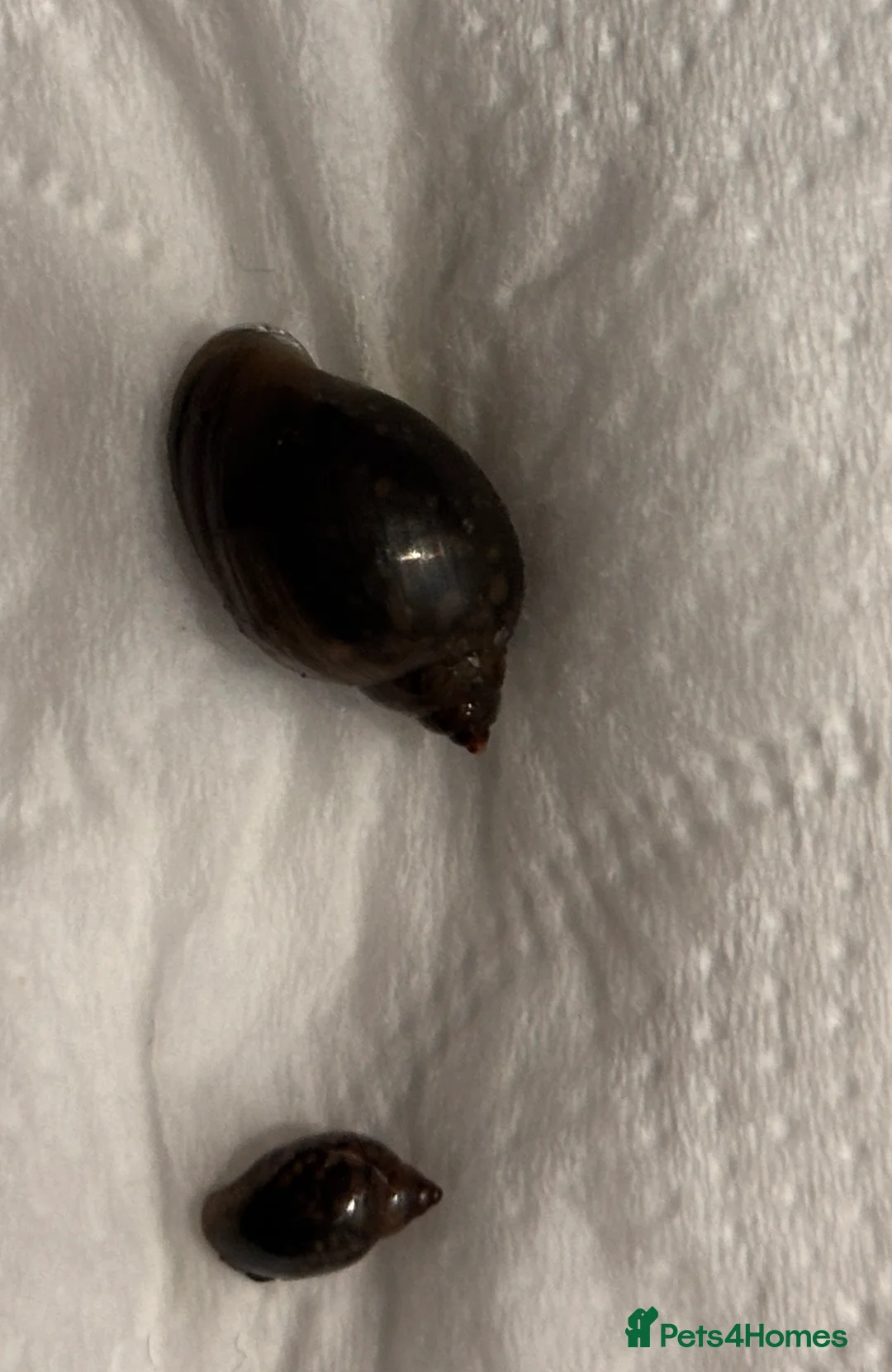 Snails invertebrates for sale: Snails  - Advert 3