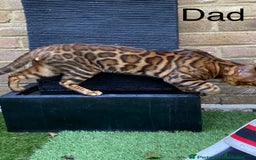 Bengal cats for sale: 💕 Adorable Rosetted bengal Kittens 💕 - Image 21