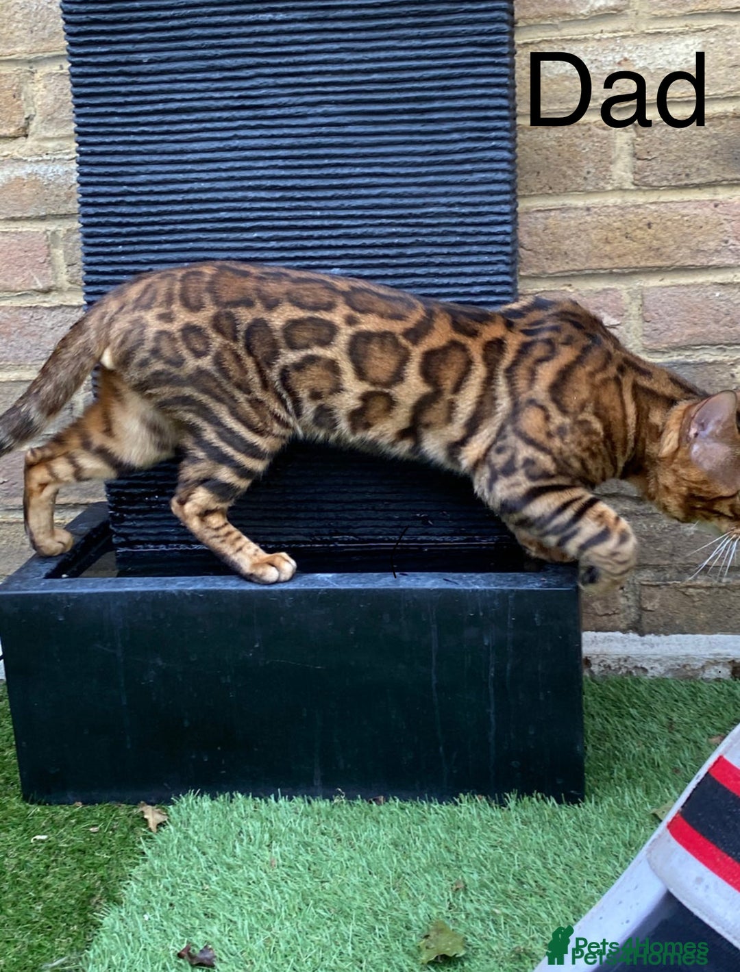 Bengal cats for sale: 💕 Adorable Rosetted bengal Kittens 💕 - Image 21