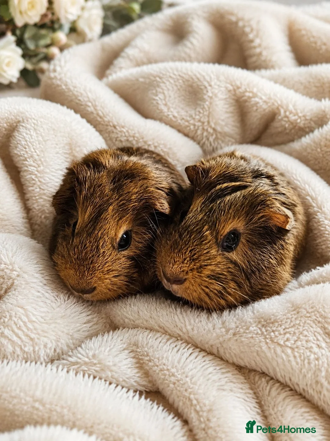 Guinea Pig rodents for sale: 2 Beautiful Baby Male Guinea Pigs – Ready Now 🩵🐹 - Advert 2