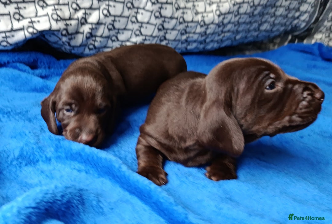 Dachshund dogs for sale: MINI WIRE DAXI KC REG LAFORA CLEAR - Advert 13