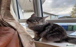 Maine Coon cats for sale: GCCF Pedigree Russian line Maine Coon - Advert 15