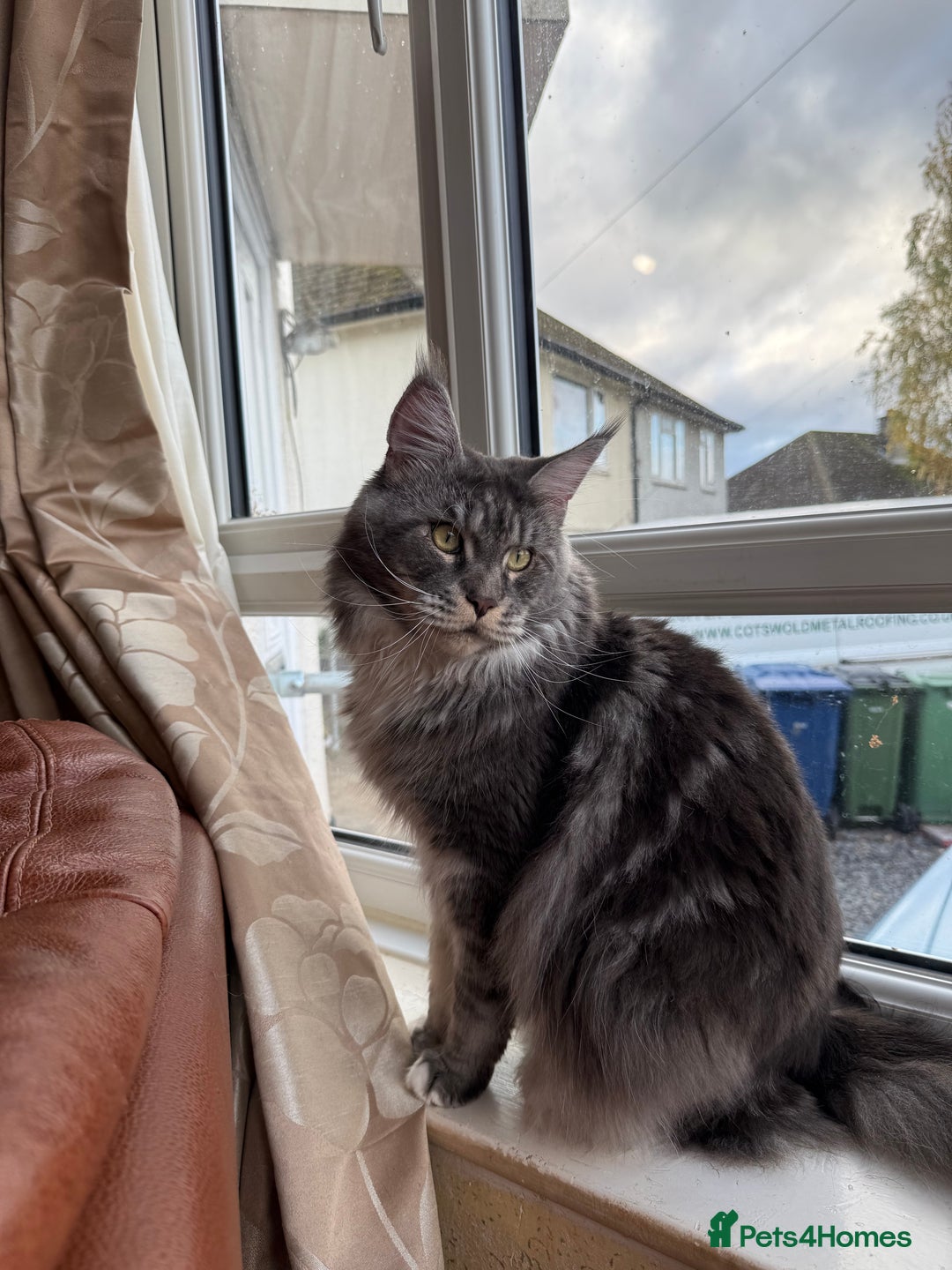 Maine Coon cats for sale: GCCF Pedigree Russian line Maine Coon - Advert 15