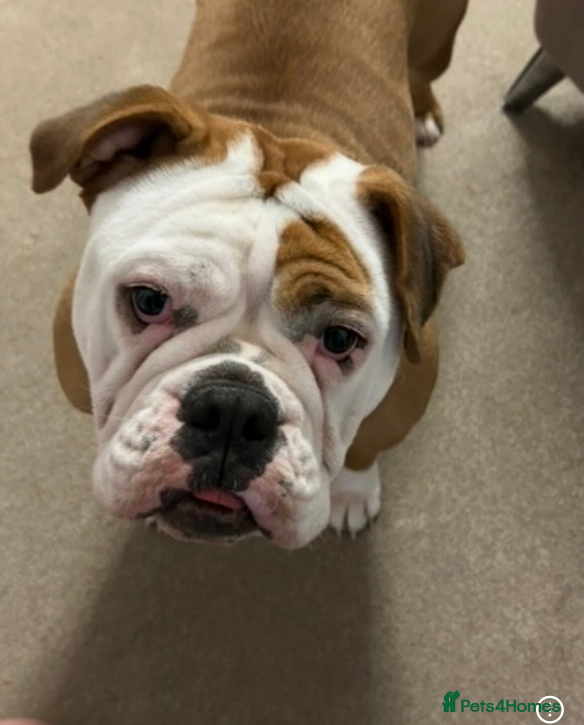 English Bulldog dogs 1 year Old Loving Bulldog, Seeking Single Pet Home in Royston - Advert 1