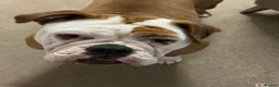 English Bulldog dogs for sale: 1 year Old Loving Bulldog, Seeking Single Pet Home - Advert 1