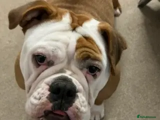 English Bulldog dogs 1 year Old Loving Bulldog, Seeking Single Pet Home in Royston - Advert 1