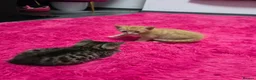 Mixed Breed cats for sale: Beautifull kittens ready to go  - Advert 19