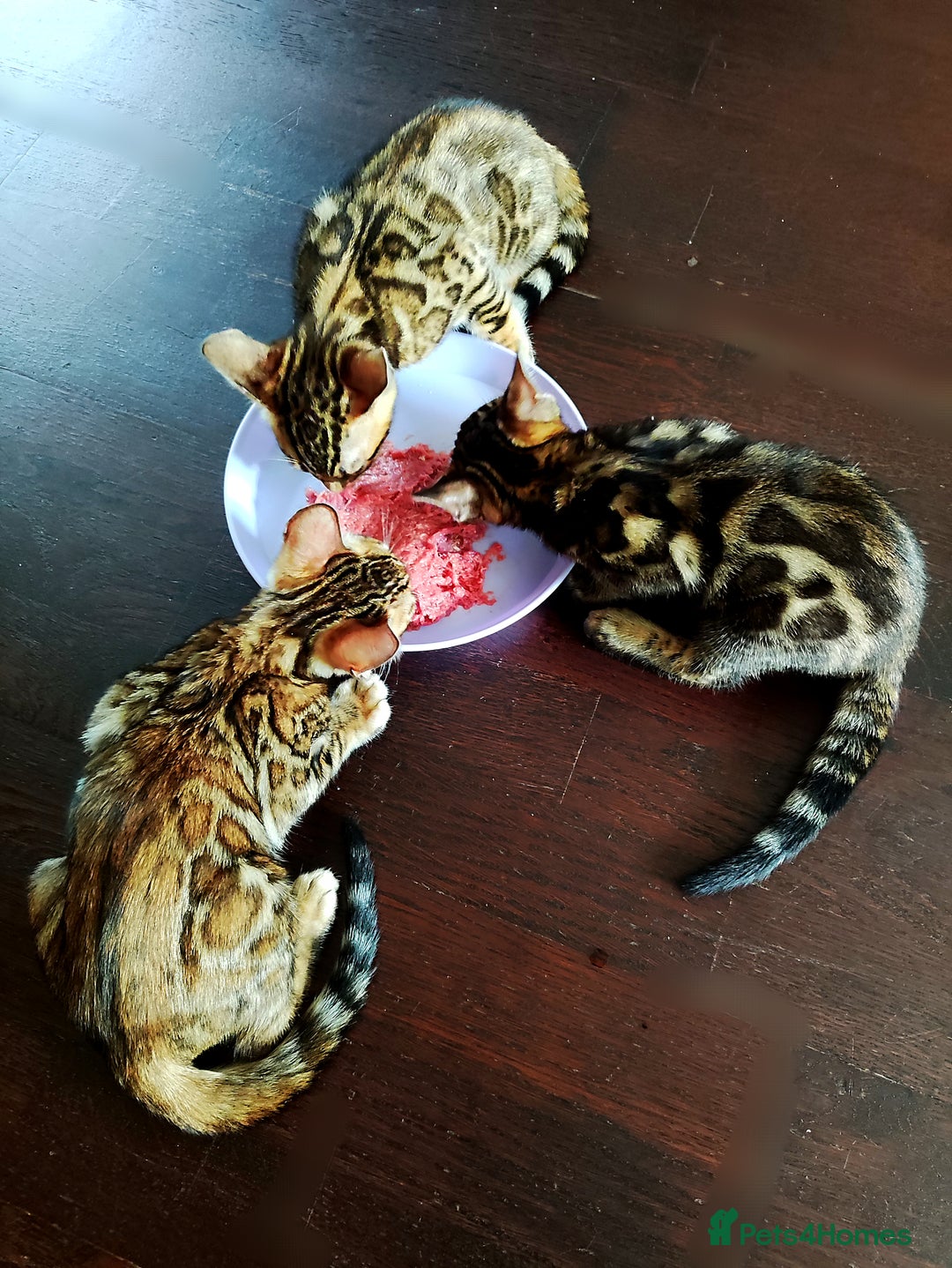Bengal cats for sale: TICA Bengal Kittens for Sale – Stunning & Sweet! in Durham - Image 14