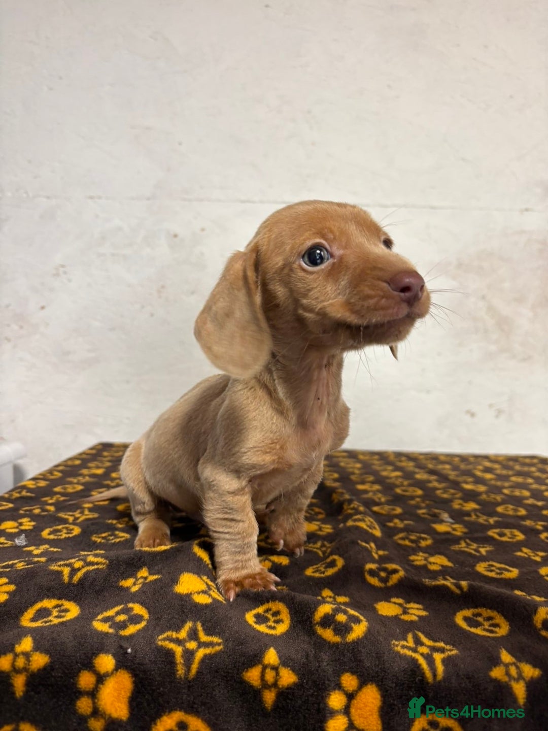 Dachshund dogs for sale: 🎅Beautiful miniature dachshunds🏡 - Advert 3