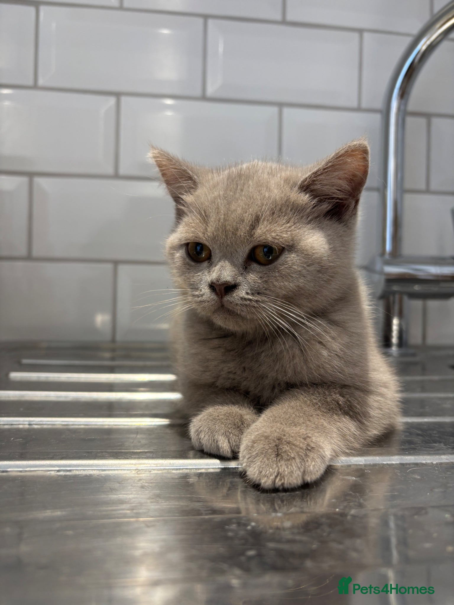 British Shorthair cats British shorthair beautiful lilac kitten  - Advert 2