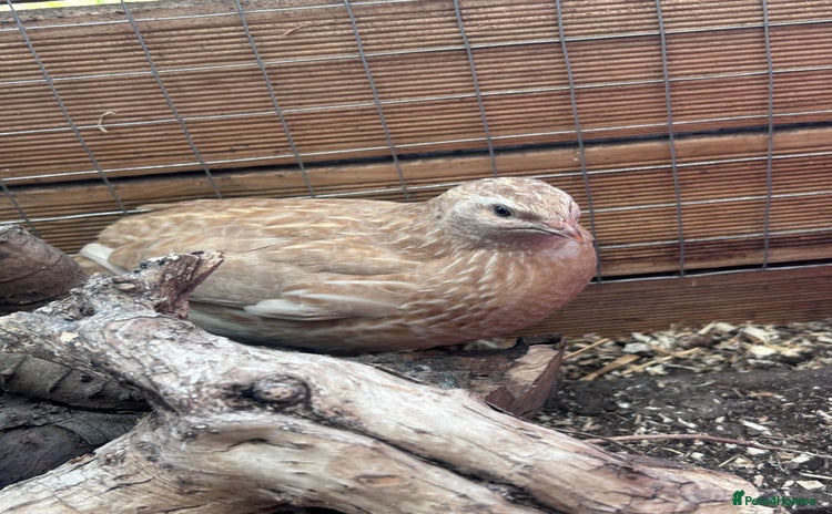 Quail poultry in Sudbury - Advert 13