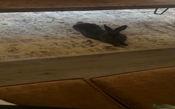 Netherland Dwarf rabbits for sale: Otter blue rabbit - Image 2