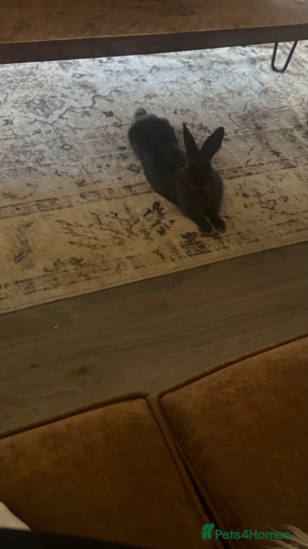 Netherland Dwarf rabbits for sale: Otter blue rabbit - Image 2