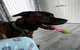 Mixed Breed dogs for sale: Cane corso cross bullmastiff male - Image 7