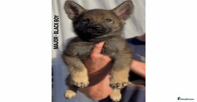 German Shepherd dogs - Advert 8