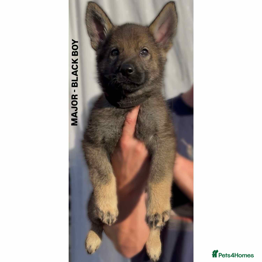German Shepherd dogs for sale: Czech line German shepherds  - Image 2