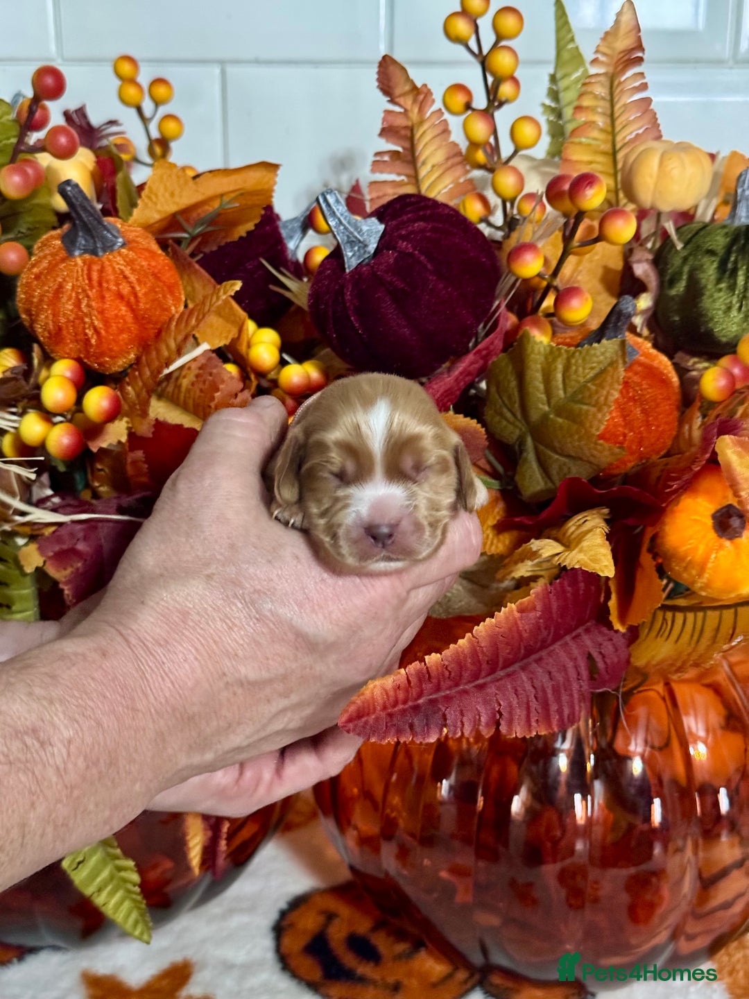Cocker Spaniel dogs for sale: 6 kc reg cocker spaniel puppies fully dna tested  - Image 1
