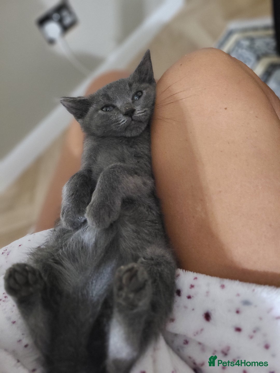 Mixed Breed cats for sale: 4 beautiful kittens  - Advert 16