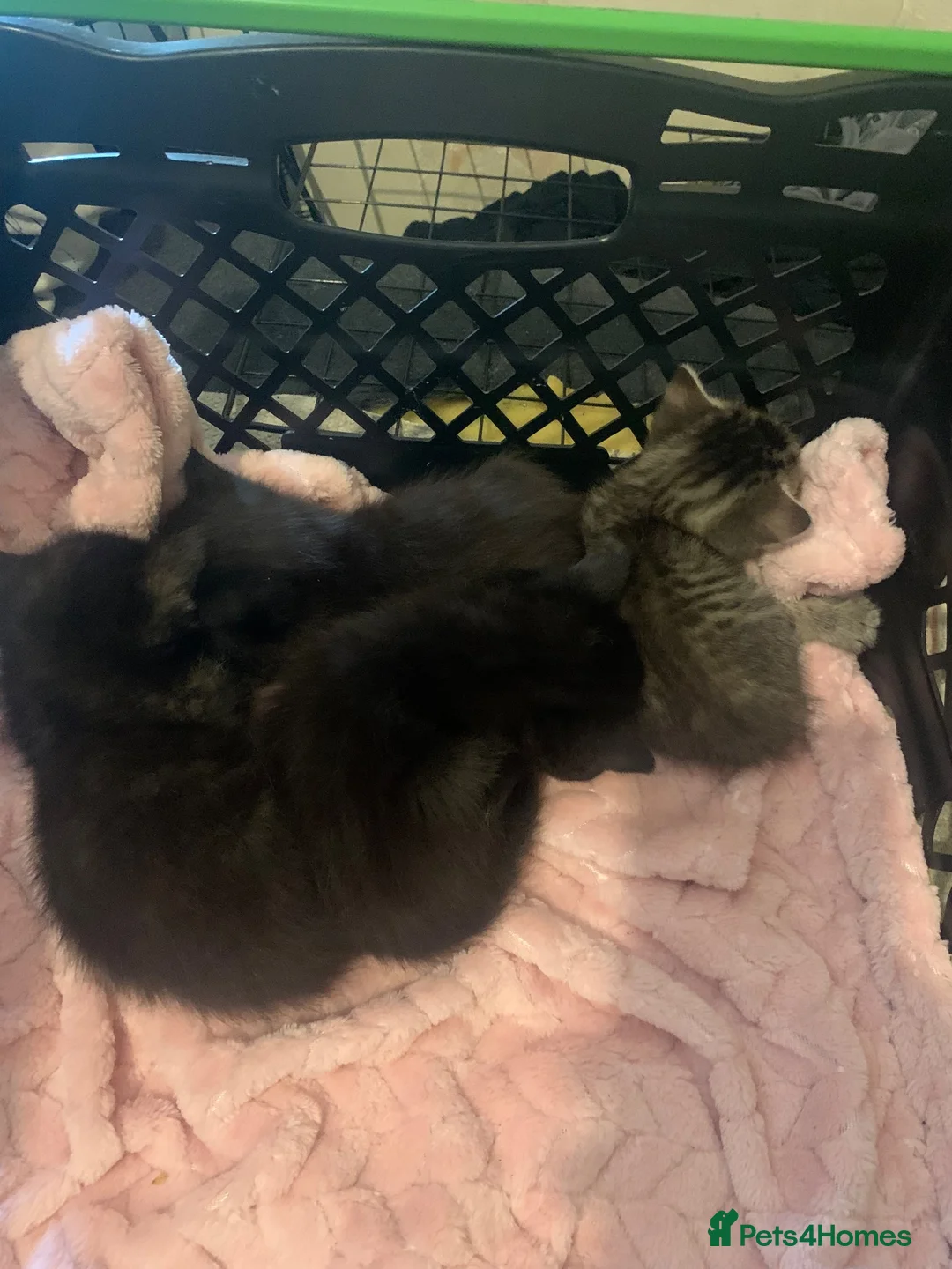 British Shorthair cats for sale: 3 kittens for sale  in Walsall - Advert 5