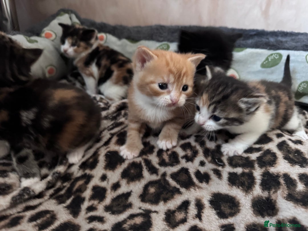 Bengal cats for sale: Beautiful bengal kittens - Image 25