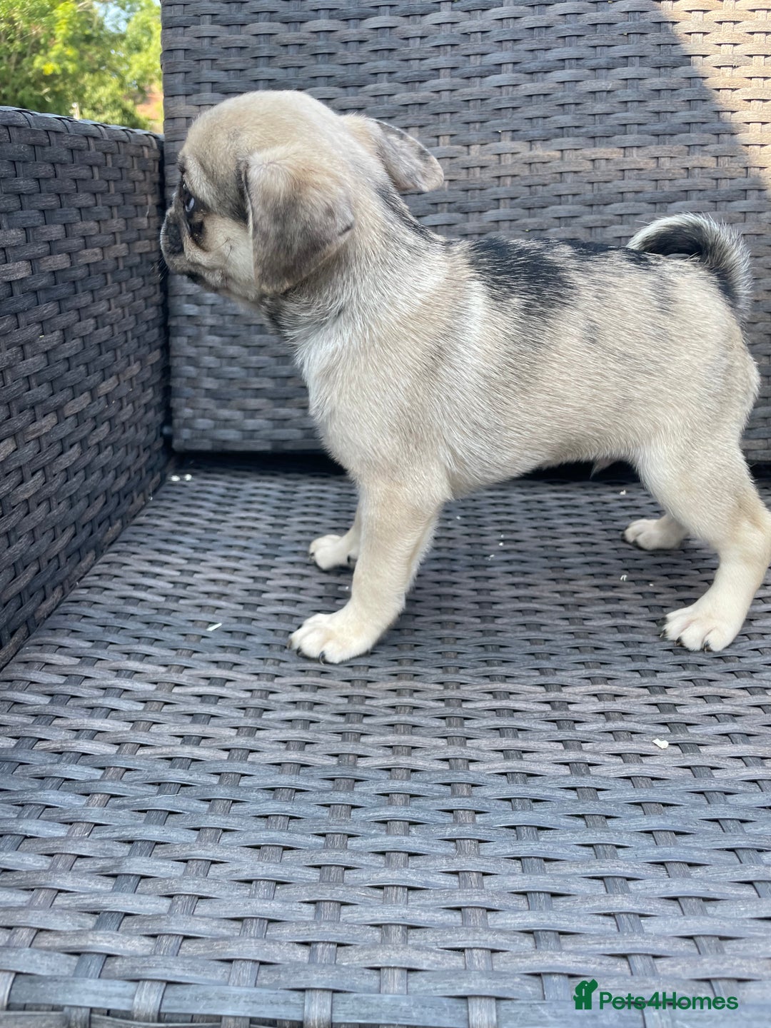 Pug dogs for sale: Pug Puppies  - Image 15