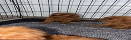 Cavapoo dogs for sale: Cavapoo puppies  - Advert 4