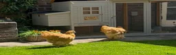 Chickens poultry for sale: Cochin hens Bett & Marigold in Milton Keynes - Advert 2