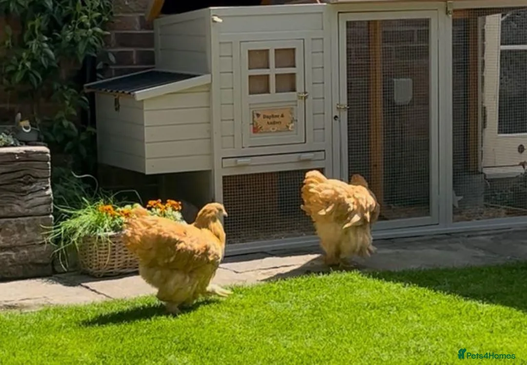 Chickens poultry for sale: Cochin hens Bett & Marigold in Milton Keynes - Advert 2