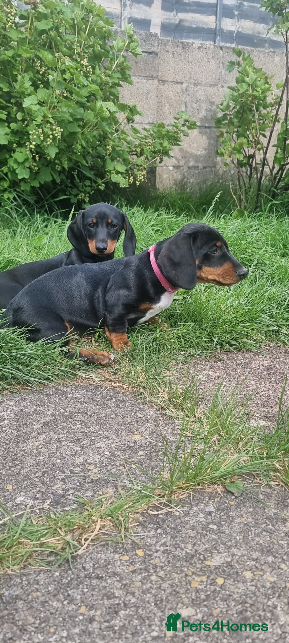 Dachshund dogs for sale: Standard dachshund  - Advert 13