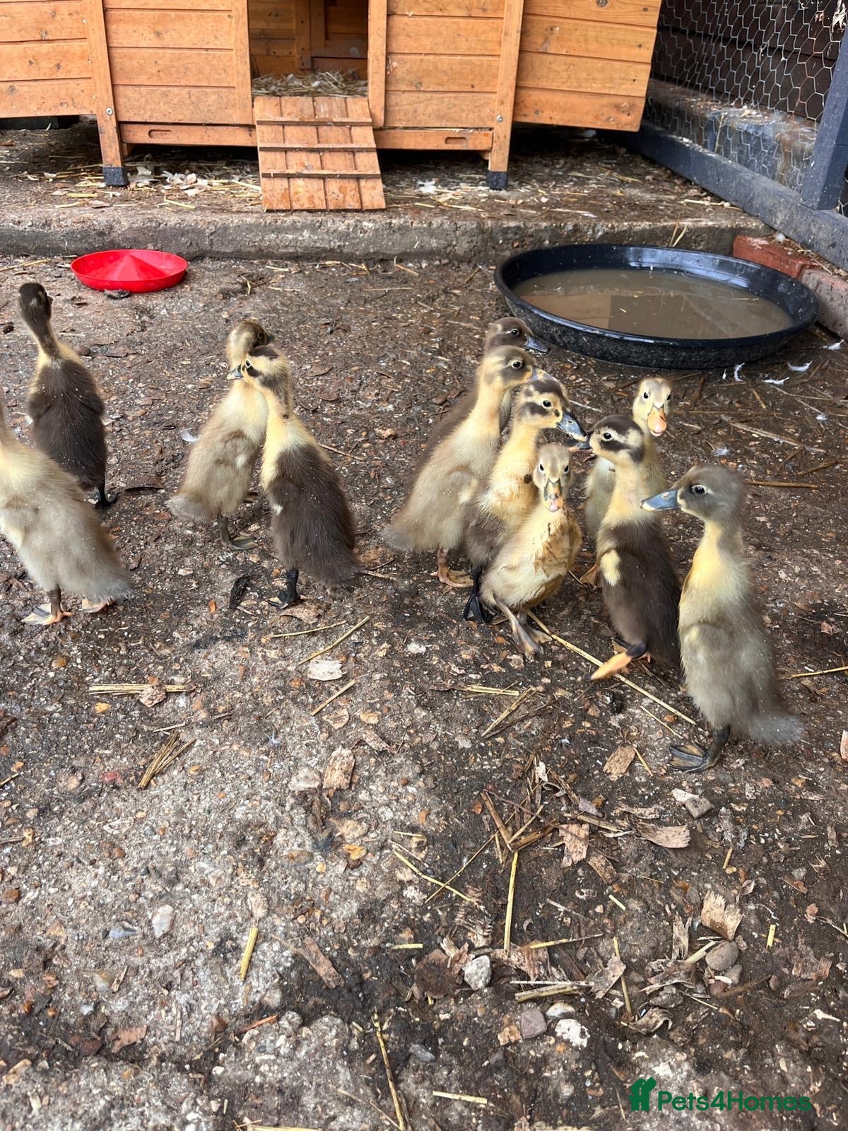 Ducks poultry Indian runner ducks for sale  - Advert 6