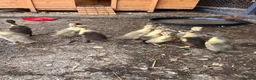 Ducks poultry for sale: Indian runner ducks for sale  in Liss - Advert 1