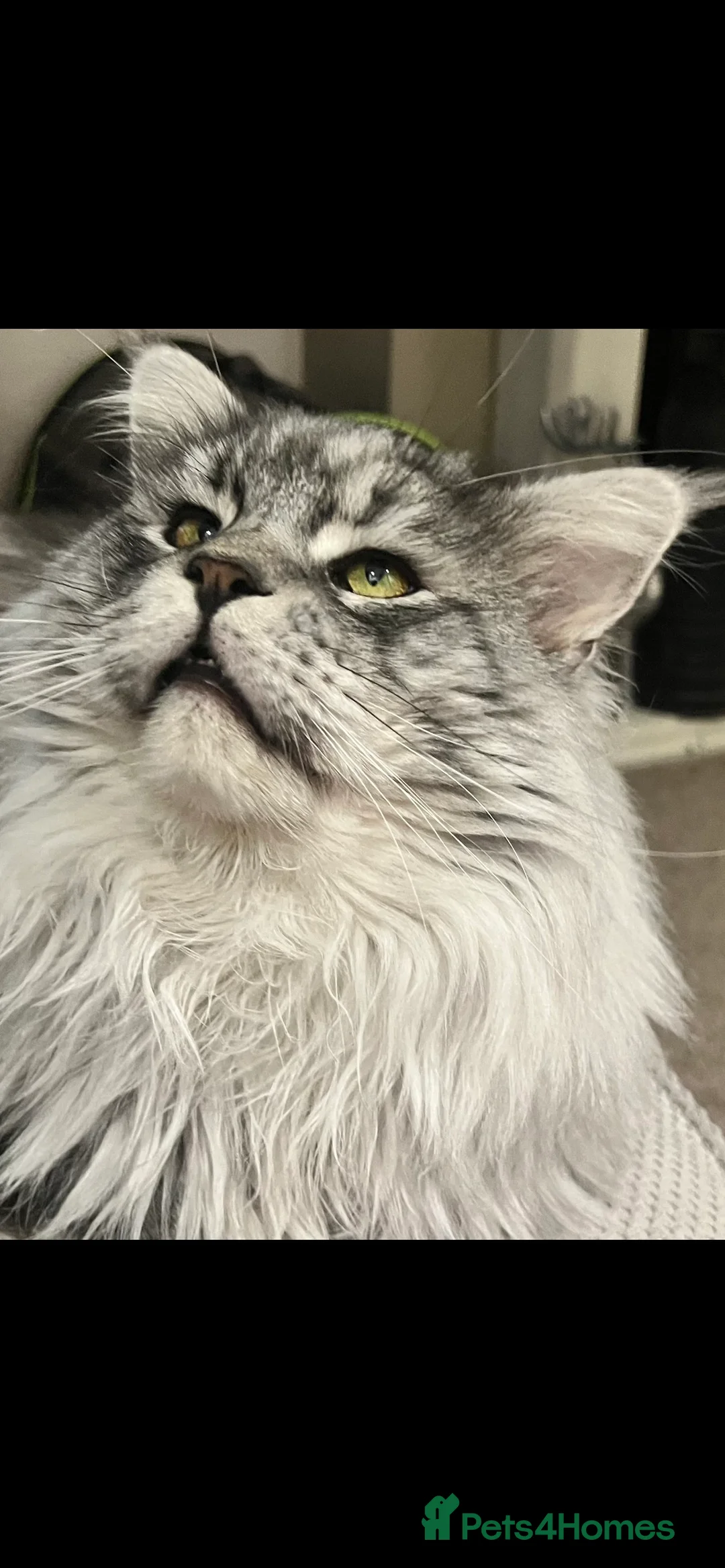 Maine Coon cats for stud: TICA champion and ICWW Maine Coon stud available  in Brighouse - Advert 19