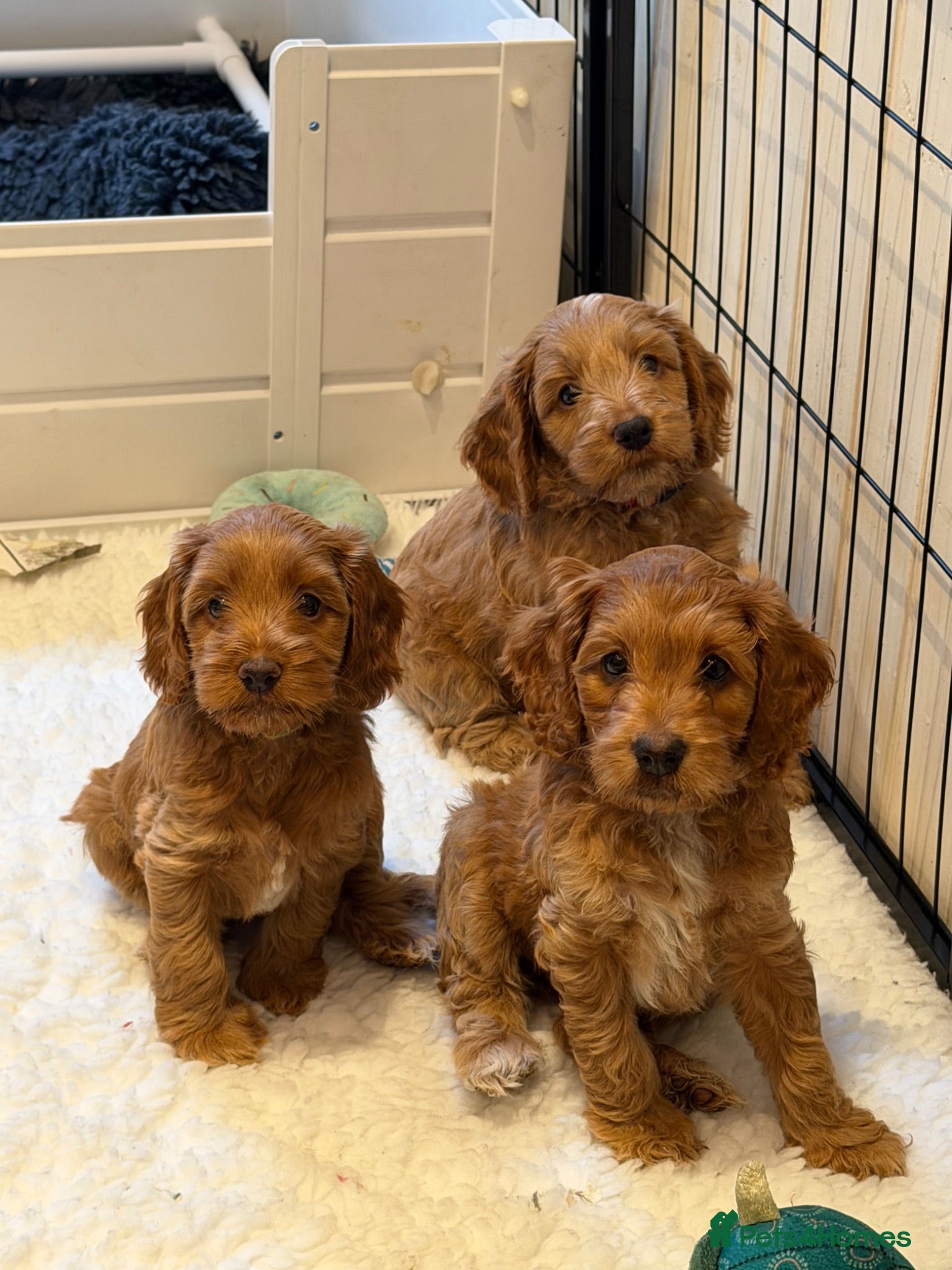 Mixed Breed dogs Beautiful Miniature Austrailian Labradoodle pups - Advert 1